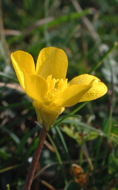 quale eliantemo? Ranunculus bullatus